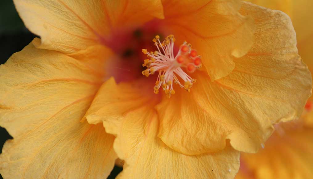 Volcanoes to Rainbow flower