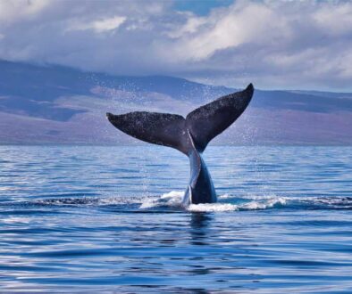 maui-whale-watching-905