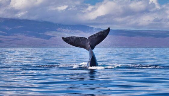 maui-whale-watching-905