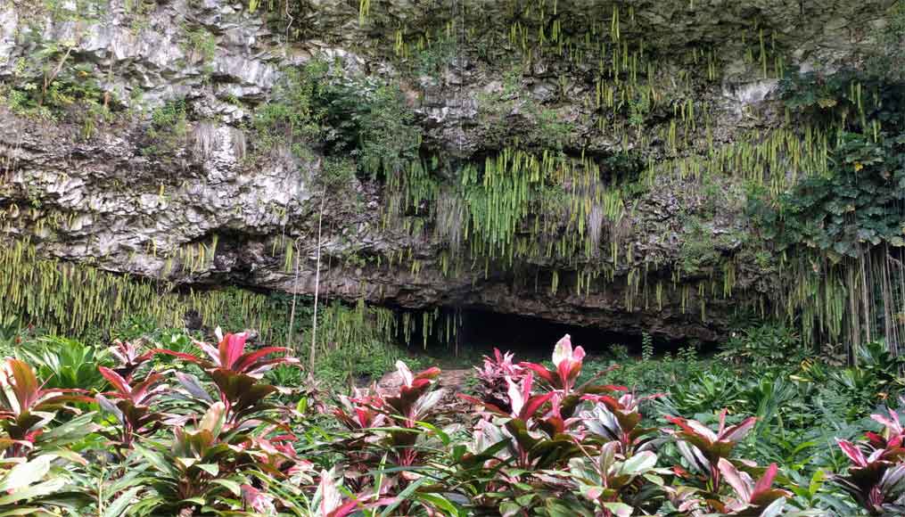 The Garden Isle Fern Grotto